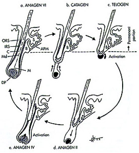 The three phases of the cycle