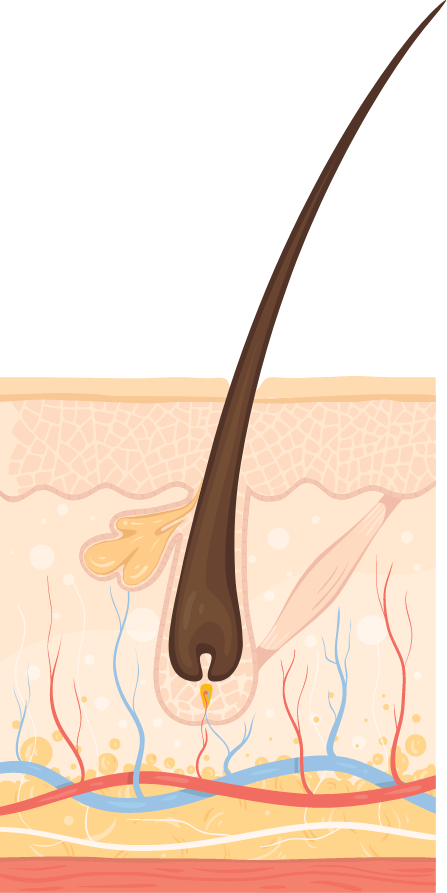 Catagen Transition Phase