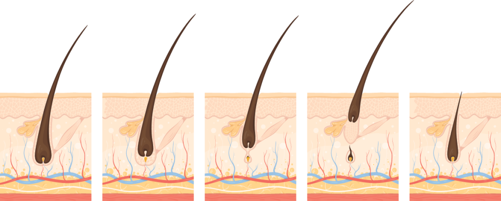 Hair Growth Phases