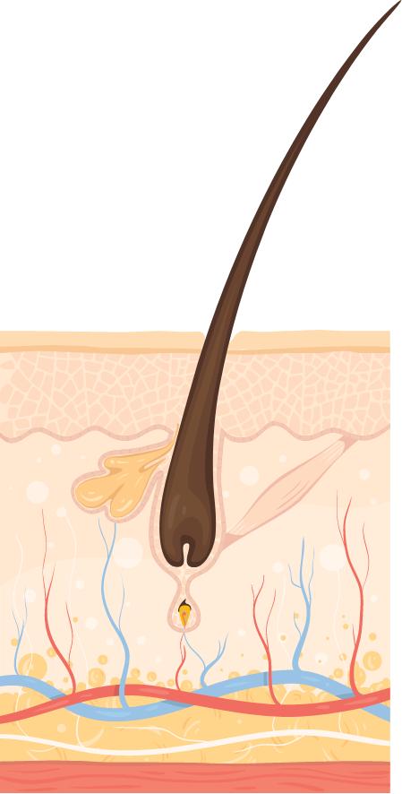Telogen Resting Phase