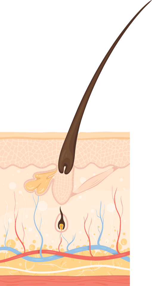 Telogen Shedding Phase
